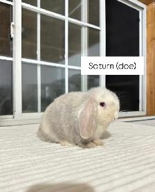 Adorable Holland Lop baby bunnies - Photo 10