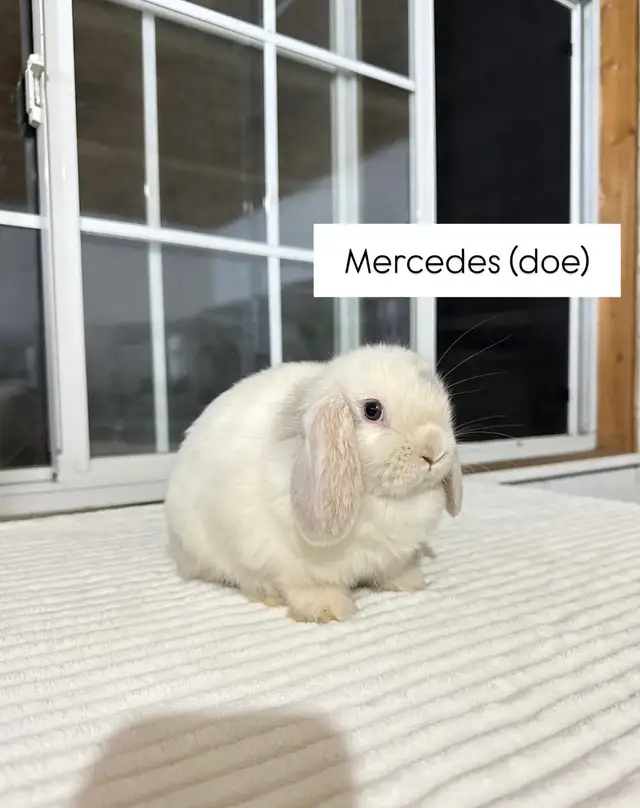 Small Holland Lop baby bunnies