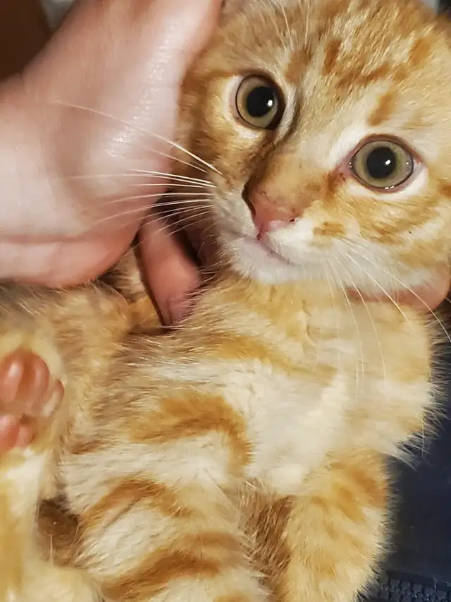 2 Tabby mixed males Ready now