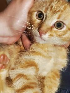 2 Tabby mixed males Ready now
