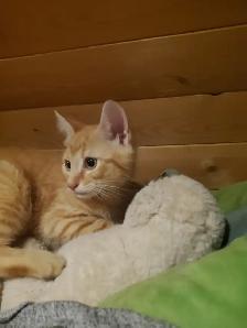 2 Tabby mixed males Ready now - Photo 3