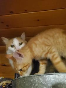 2 Tabby mixed males Ready now - Photo 4