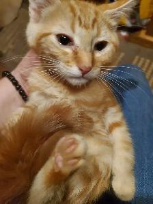 2 Tabby mixed males Ready now - Photo 5