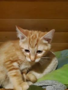 2 Tabby mixed males Ready now - Photo 6