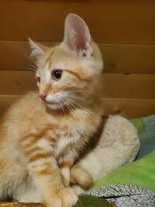 2 Tabby mixed males Ready now - Photo 7