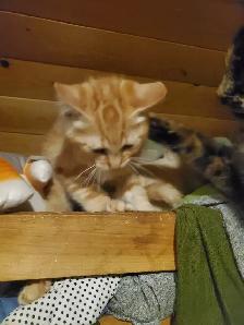 2 Tabby mixed males Ready now - Photo 9