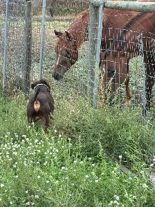 Dog Boarding - Photo 5