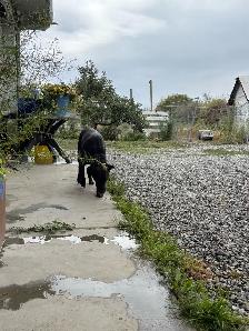 Dog Boarding - Photo 6