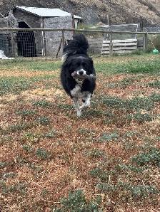Dog Boarding - Photo 7