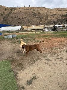 Dog Boarding - Photo 8