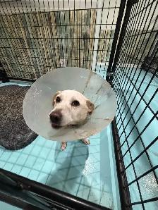 Dog Boarding - Photo 9