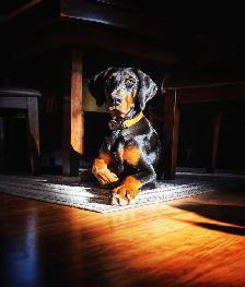 Dog Boarding - Photo 10