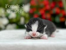 Adorable Kittens for Sale! 7 Reservations Available! - Photo 4