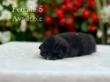 Adorable Kittens for Sale! 7 Reservations Available! - Photo 6