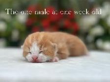 Adorable Kittens for Sale! 7 Reservations Available! - Photo 8