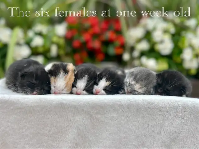 Adorable Kittens for Sale! 7 Reservations Available!