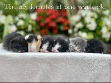 Adorable Kittens for Sale! 7 Reservations Available!