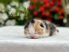 Adorable Kittens for Sale! 7 Reservations Available! - Photo 2