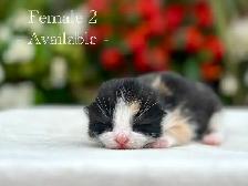 Adorable Kittens for Sale! 7 Reservations Available! - Photo 3