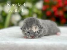 Adorable Kittens for Sale! 7 Reservations Available! - Photo 5