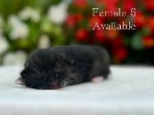 Adorable Kittens for Sale! 7 Reservations Available! - Photo 7