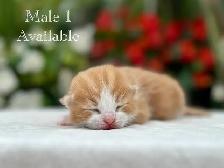 Adorable Kittens for Sale! 7 Reservations Available! - Photo 9