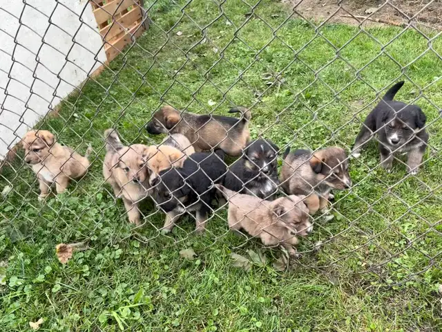 Australian Shepherd Cross Puppies