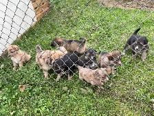 Australian Shepherd Cross Puppies