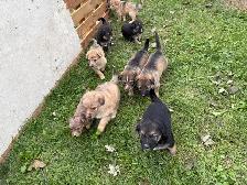 Australian Shepherd Cross Puppies - Photo 2