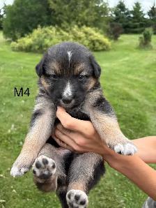 Australian Shepherd Cross Puppies - Photo 3