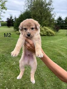 Australian Shepherd Cross Puppies - Photo 5