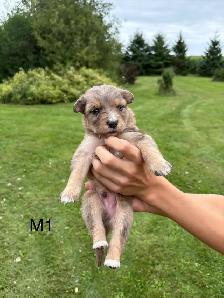 Australian Shepherd Cross Puppies - Photo 6