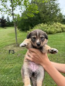 Australian Shepherd Cross Puppies - Photo 8