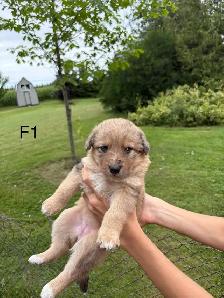 Australian Shepherd Cross Puppies - Photo 9