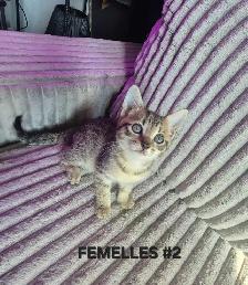 CHATONS FEMELLES SAVANNAH HIGHLANDER 514-501-9810 - Photo 7