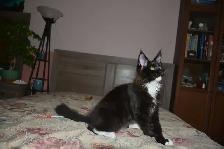 MAINE COON KITTENS, PUREBRED - Photo 4