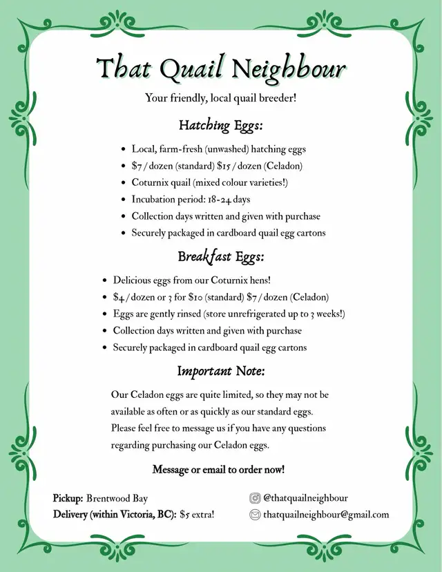 Quail Eggs (Celadon Available!)
