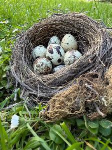 Quail Eggs (Celadon Available!) - Photo 2