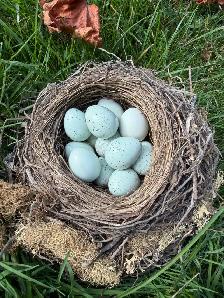 Quail Eggs (Celadon Available!) - Photo 3