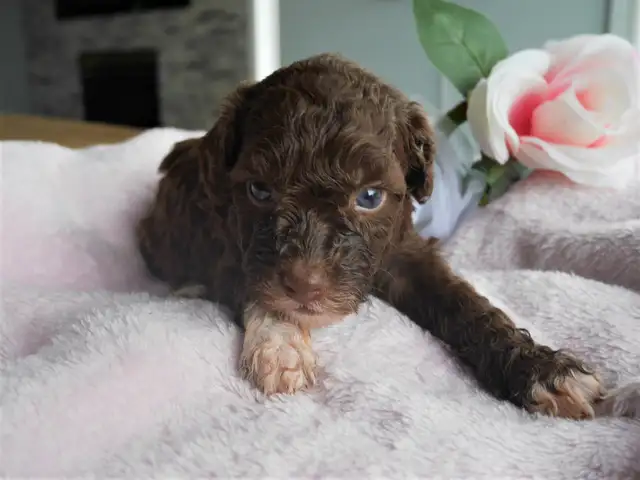 Mini Aussiedoodle  Doodle Puppies