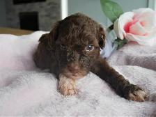 Mini Aussiedoodle  Doodle Puppies