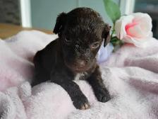 Mini Aussiedoodle  Doodle Puppies - Photo 2
