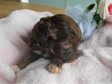 Mini Aussiedoodle  Doodle Puppies - Photo 3