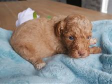 Mini Aussiedoodle  Doodle Puppies - Photo 4