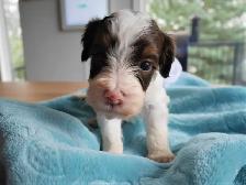 Mini Aussiedoodle  Doodle Puppies - Photo 5