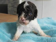 Mini Aussiedoodle  Doodle Puppies - Photo 6