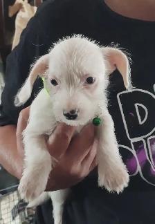 Jack Russell x Chihuahua (Jack-Chi's)