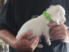 Jack Russell x Chihuahua (Jack-Chi's) - Photo 2