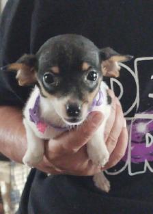 Jack Russell x Chihuahua (Jack-Chi's) - Photo 3