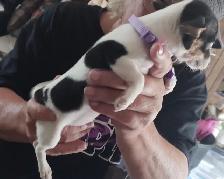Jack Russell x Chihuahua (Jack-Chi's) - Photo 4